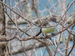 Myiarchus cephalotes