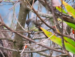 Myiarchus cephalotes