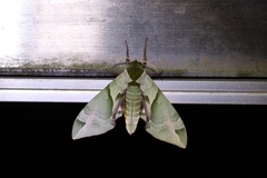 Callambulyx tatarinovii