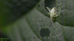 Hexacentrus japonicus