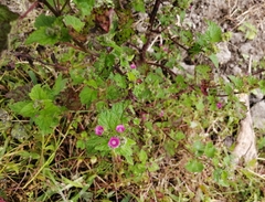 Fuertesimalva peruviana