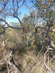 Eucalyptus blaxellii