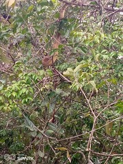 Corallus ruschenbergerii