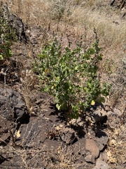 Malacothamnus clementinus