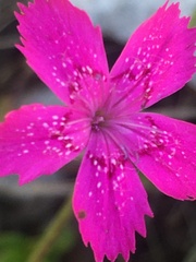 Dianthus deltoides deltoides