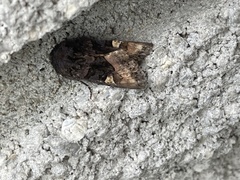Euplexia