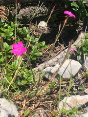 Dianthus deltoides deltoides