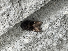 Euplexia