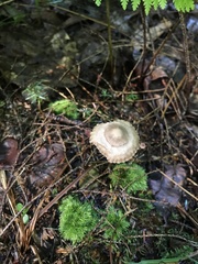 Entoloma conicum