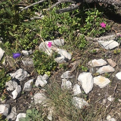 Dianthus deltoides deltoides