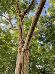 Albizia procera