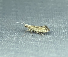 Plutella porrectella