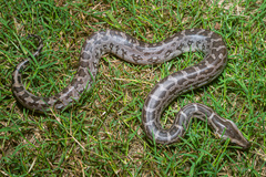 Python molurus