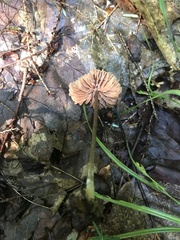 Entoloma conicum