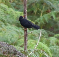 Turdus serranus