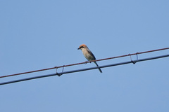 Lanius bucephalus