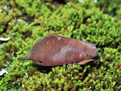 Kunugia latipennis