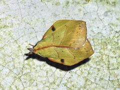Radhica elisabethae