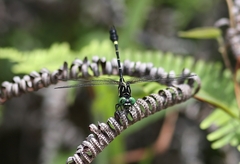 Melligomphus guangdongensis