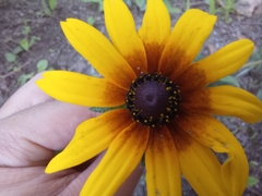 Rudbeckia