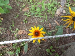 Rudbeckia