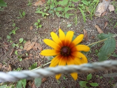 Rudbeckia