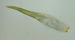 Leucobryum juniperoideum