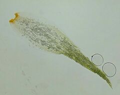 Leucobryum juniperoideum