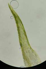 Leucobryum juniperoideum