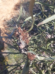 Hakea pycnoneura