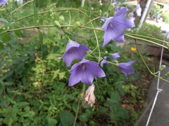 Platycodon grandiflorus