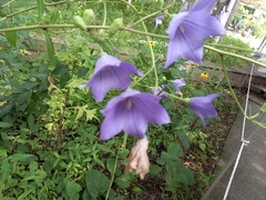 Platycodon grandiflorus