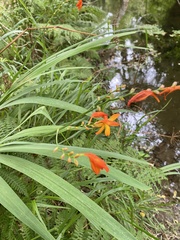 Crocosmia aurea