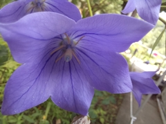 Platycodon grandiflorus