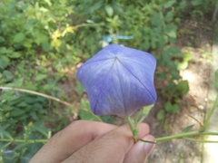 Platycodon grandiflorus