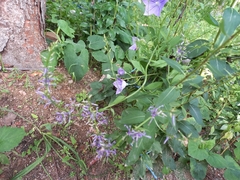 Platycodon grandiflorus