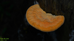 Tyromyces sambuceus
