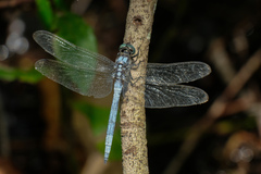 Orthetrum luzonicum