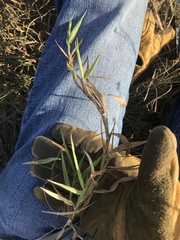 Urochloa ciliatissima