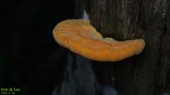 Tyromyces sambuceus