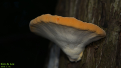 Tyromyces sambuceus