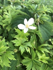 Anemonastrum canadense