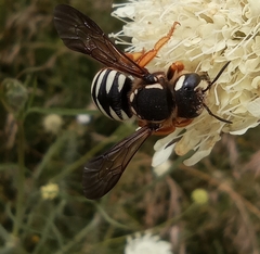 Trachusa