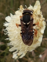 Trachusa