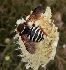Trachusa