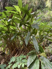 Alpinia sessiliflora
