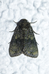 Craniophora ligustri