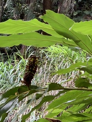 Alpinia sessiliflora