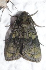 Craniophora ligustri