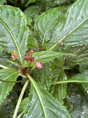 Impatiens devolii